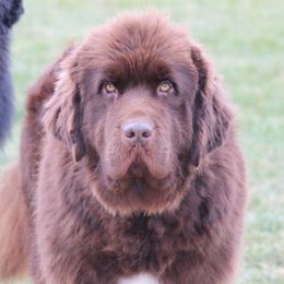 Belle - Newfoundland