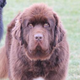 Belle - Newfoundland