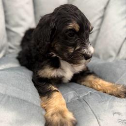 Milk - Phantom female Bernedoodle puppy in Hegins, Pennsylvania from Bubbling Springs Doodles, LLC