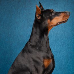 Calypso - Doberman Pinscher