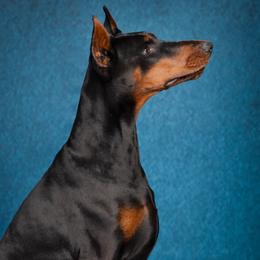 Calypso - Doberman Pinscher