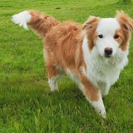 Sammie - Border Collie
