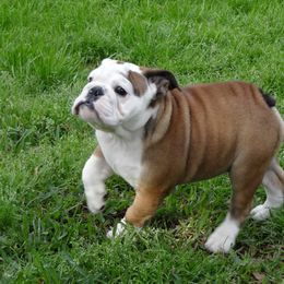 English Bulldog Puppies from Rosemary Jenner