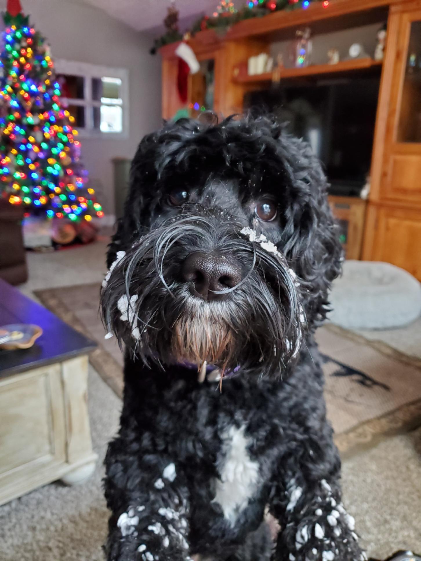 Cookie