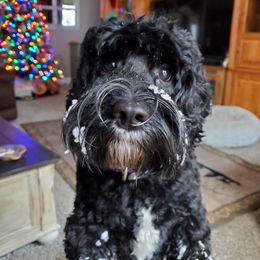Cookie - Australian Labradoodle