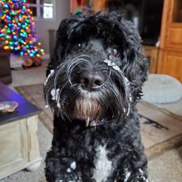 Cookie - Australian Labradoodle