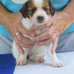 Blue - White and red female Nederlandse Kooikerhondje puppy in Chattanooga, Tennessee from Criterion Kooikerhondjes
