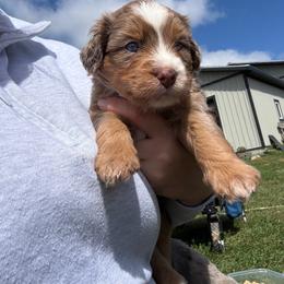 Big Red - male Australian Mountain Doodle puppy in Hesperia, Michigan from C4 Ranch