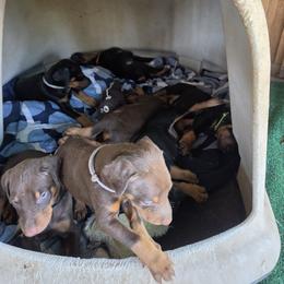 Peach collar - Black and rust female Doberman Pinscher puppy in Santa Clarita, California from Riviera Dobermans