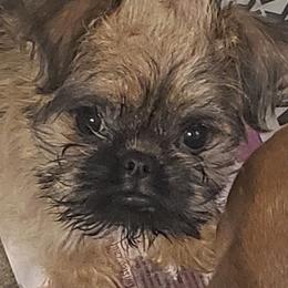 Joey - Red male Brussels Griffon puppy in Nc, Florida from Brusseluv2