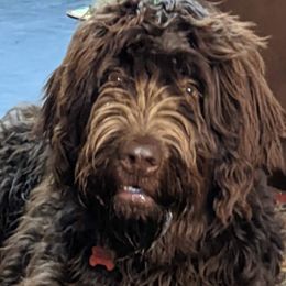 Assorted Doodle Crosses from Lucky Day Ranch Puppies