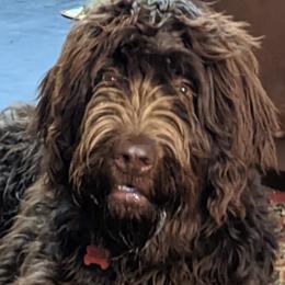 Assorted Doodle Crosses from Lucky Day Ranch Puppies