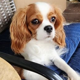 Nadi - Cavalier King Charles Spaniel