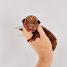 Blue boy - Red  male Goldendoodle puppy in Syracuse, Indiana from The Doodle Cove