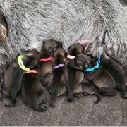 Girl 1 - Pepper and salt Standard Schnauzer puppy in Florida from Quintessential Standard Schnauzers