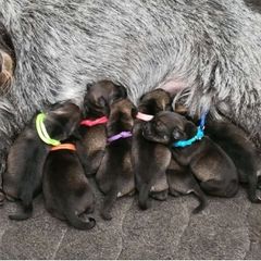 Girl 1 - Pepper and salt Standard Schnauzer puppy in Florida from Quintessential Standard Schnauzers