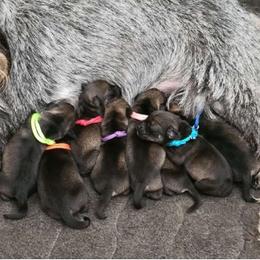 Girl 1 - Pepper and salt Standard Schnauzer puppy in Florida from Quintessential Standard Schnauzers