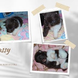 Pomeranian Puppies from Bat Cave Poms