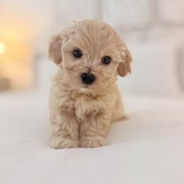 Maltipoo puppies from Cedar Creek Doodles