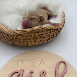 Kuma - Red female Dachshund puppy in Brownsville, California from Pine & Pasture Dachshunds