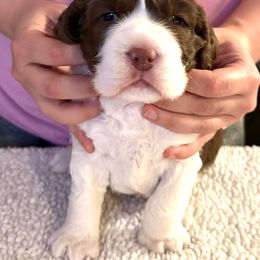 Dean Wincheesester - Liver and white English Springer Spaniel puppy in California from Alerion English Springer Spaniels