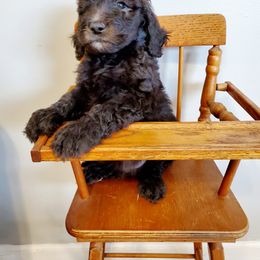 Dilute Retriever and Labradoodle Puppies from Von Bussler Labradoodles & Retrievers