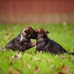 "Light Blue and Tan" German Shepherd Puppies from MCX K9