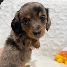 Marie - Dapple female Dachshund puppy in Temple, Texas from Brit’s Doxie Crossing