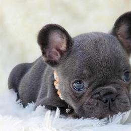 French Bulldog and Pekingese Puppies from SFLK