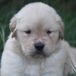 Golden Retriever Puppies from ArkGold