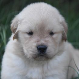 Golden Retriever Puppies from ArkGold
