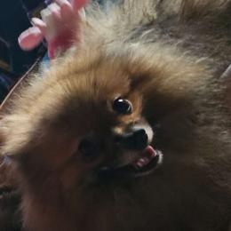 Haku - Pomeranian