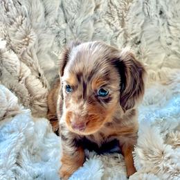 Chip - Dapple male Dachshund puppy in Casper, Wyoming from Daisy's Doxies