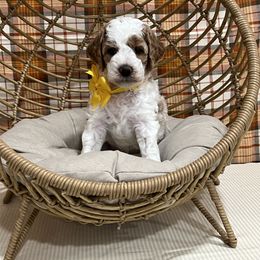 Yellow Collar Male - Parti male Goldendoodle puppy in Bradenton, Florida from Suncoast Goldendoodles