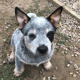 Australian Cattle Dogs from Heelerhill Kennels
