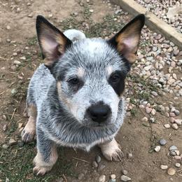 Australian Cattle Dogs from Heelerhill Kennels