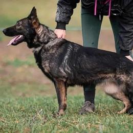 Aja - German Shepherd