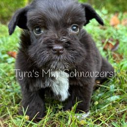 Girl 1 - Liver female Miniature Schnauzer puppy in Kentucky from Tyra's Mini Schnauzers