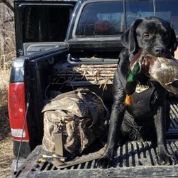 Labrador Retrievers from Siegner Nora's Labrador Retrievers