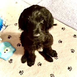 Ash- White Collar - Black male Assorted Doodle Crosses puppy in Norfolk, Virginia from Móraí’s Doodles