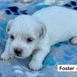 Foster - White male Coton de Tulear puppy in Mead, Oklahoma from Bar W Cotons