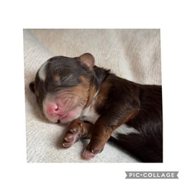 Rocky - Brown and white male Bernedoodle puppy in Hillsboro, Oregon from Myt fine doodles