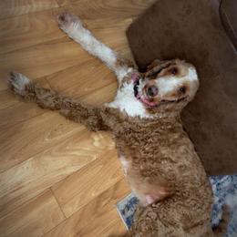 Goldendoodles from All Tails Entertainment