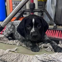Yellow - Black and white female German Shorthaired Pointer puppy in Newton Grove, North Carolina from Wayalife Labradors & Gsp’s