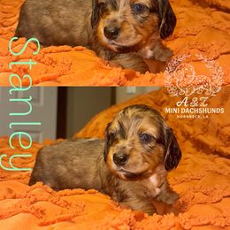 Stanley - Dapple male Dachshund puppy in Hornbeck, Louisiana from A&Z Mini Dachshunds