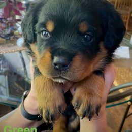 Green Bear - Black and mahogany Rottweiler puppy in Eaton Rapids, Michigan from The Rottweiler Haus