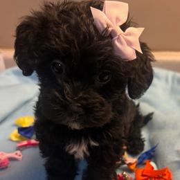 Brooke - Black female Yorkipoo puppy in Florence, Kentucky from 4paws4ever by Design
