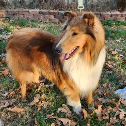 Prancer - Sable and white male Collie puppy in Nevada, Missouri from Briarwood Collies