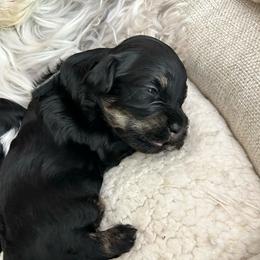 Umbreon - Black male Havanese puppy in Orange, California from Havanese Bragger’s