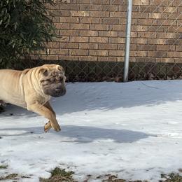 Kashmir - Fawn male Chinese Shar-Pei puppy in Elkin, North Carolina from Martini Shar-Pei